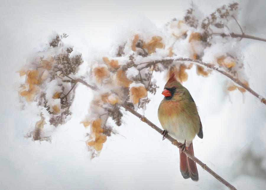 Female Cardinal Illinois Winter  Photograph by Mary Lynn Giacomini
