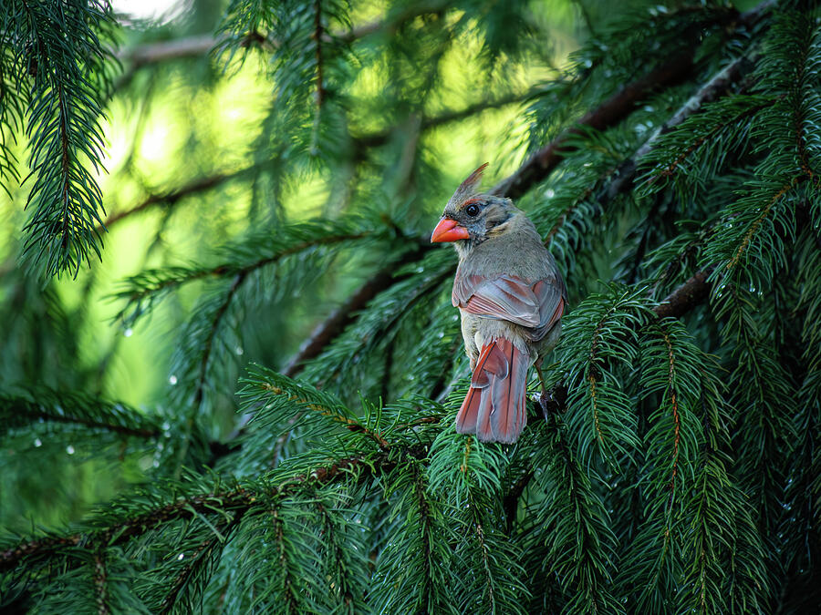 Female Cardinal in a Norway Spruce Photograph by Rachel Morrison