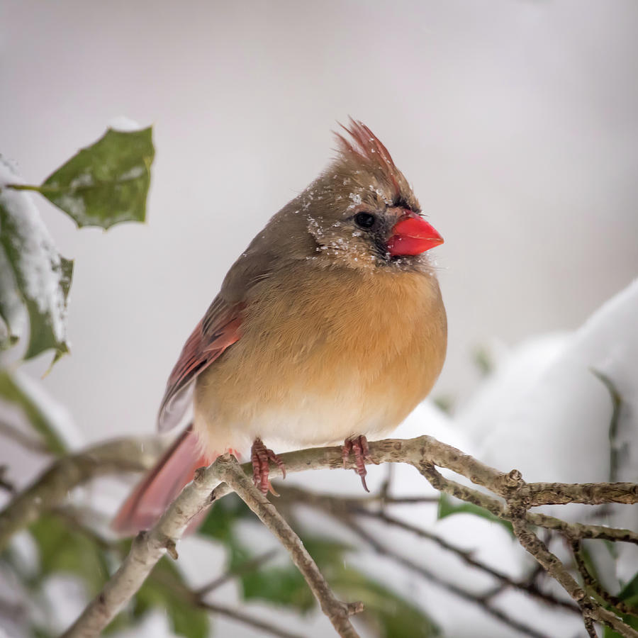 Female Cardinal In Blizzard Photograph by Terry DeLuco