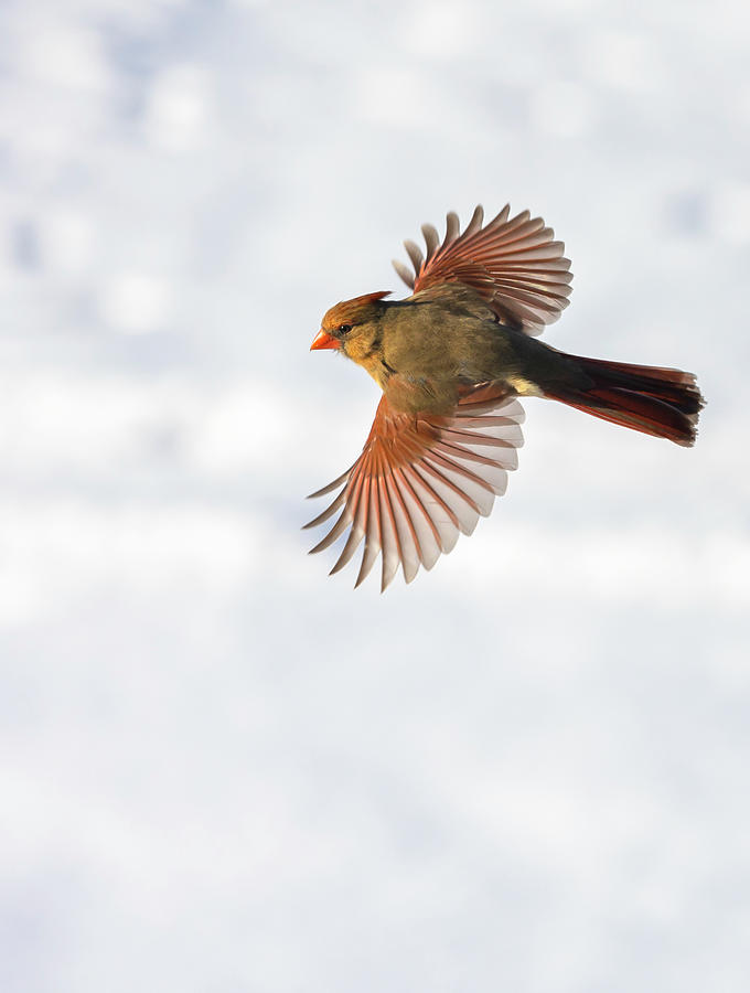 Female Cardinal in Flight Photograph by Deborah Penland