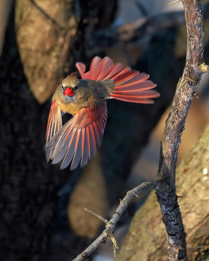 Female Cardinal in Flight Photograph by Flinn Hackett
