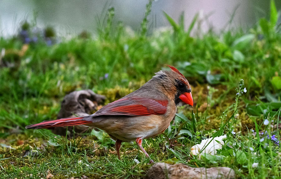 Female Cardinal in Grass Photograph by Evan Foster