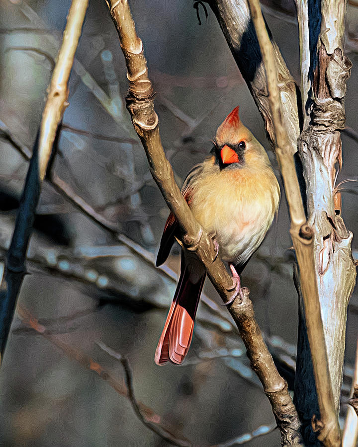 Female Cardinal In Morning Suun Photograph