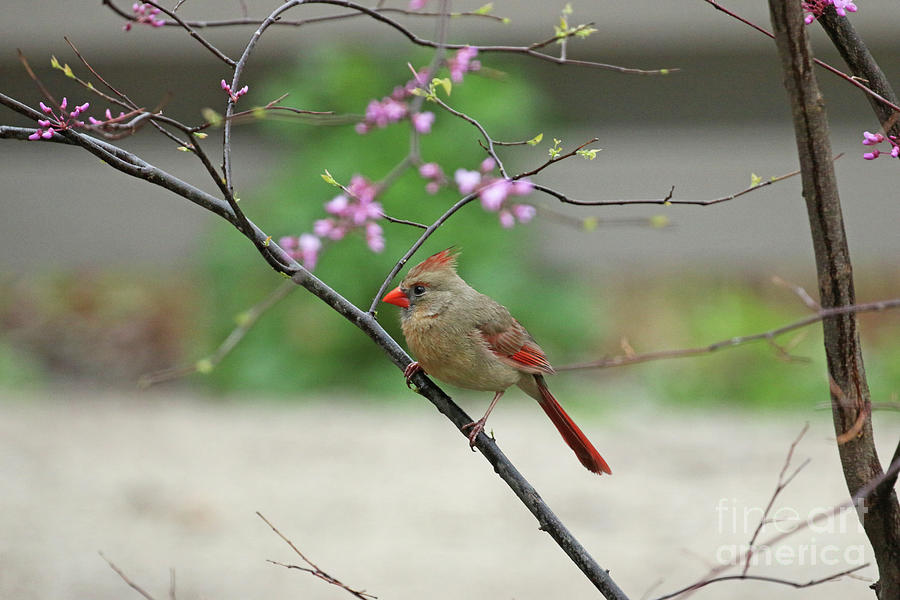 Female Cardinal in Redbud Tree 1365 Photograph by Jack Schultz