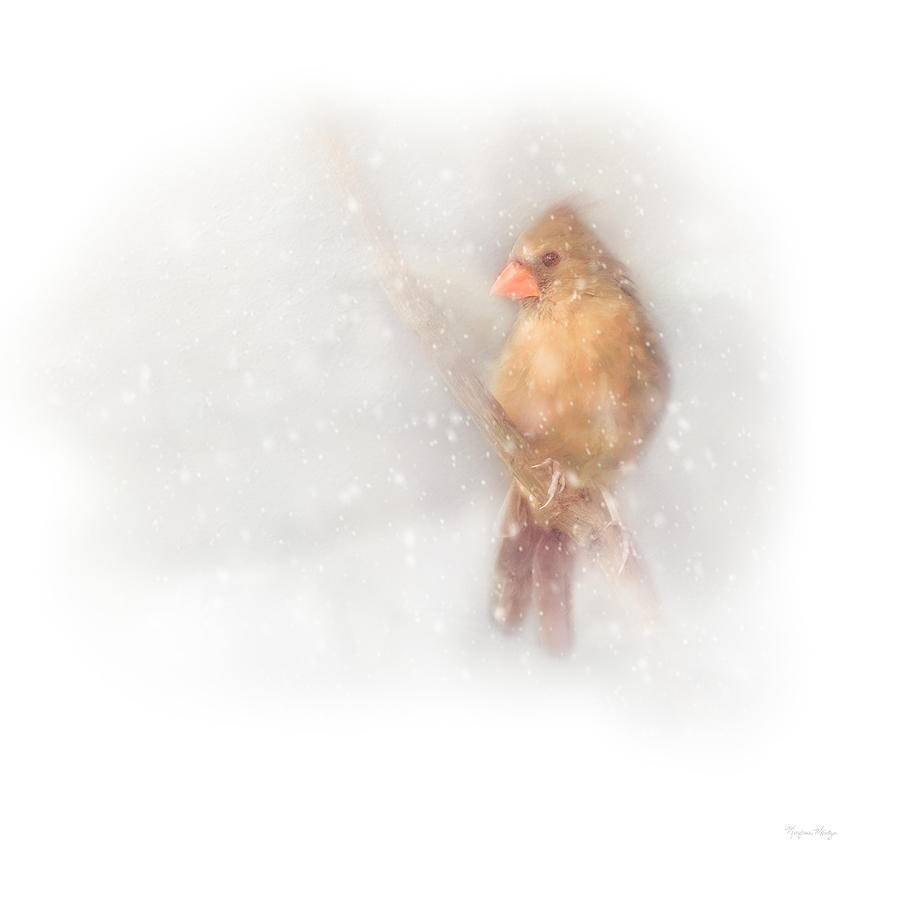 Female Cardinal in Snow Photograph by Marjorie Whitley