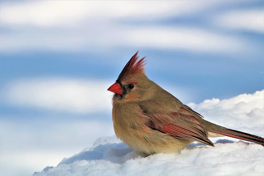 Female Cardinal in Snow Photograph by Sheila Brown