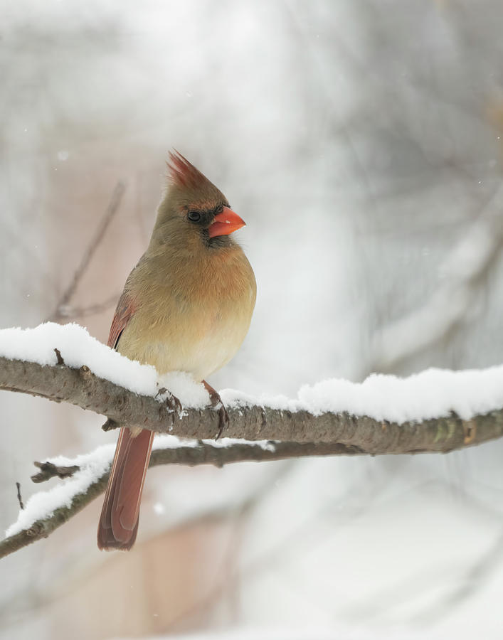 Cardinal Photograph - Female cardinal in snow storm by Jack Nevitt