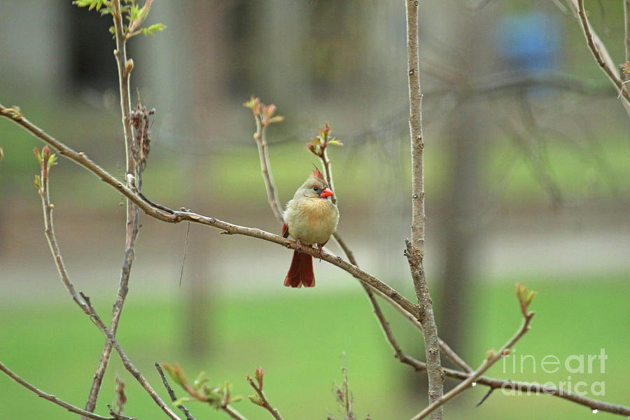 Female Cardinal in Spring 1357 Photograph by Jack Schultz