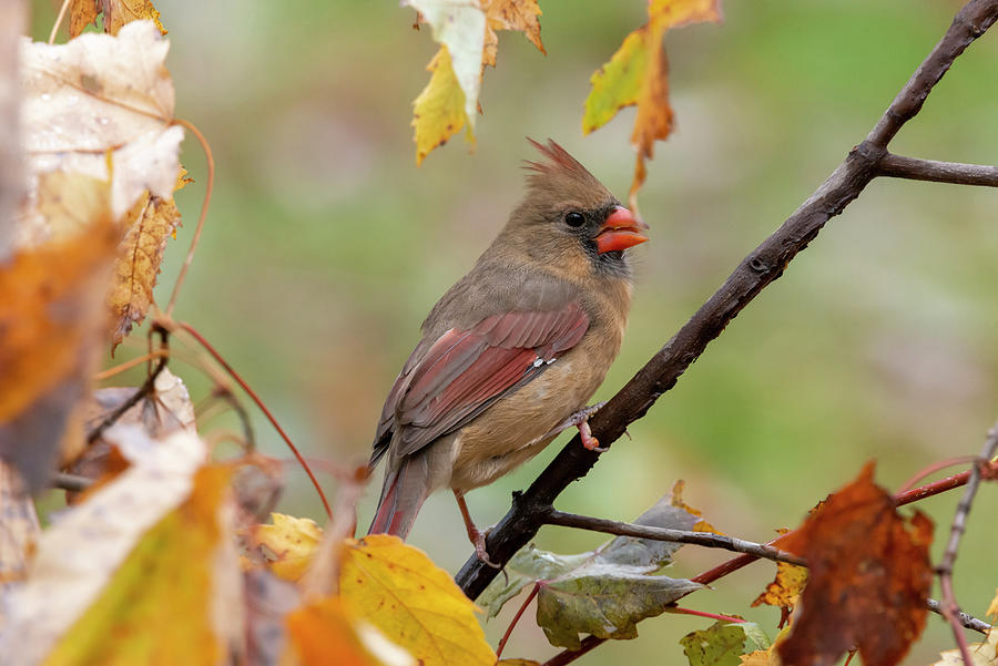 Female cardinal in the  fall leaves Photograph by Dan Friend