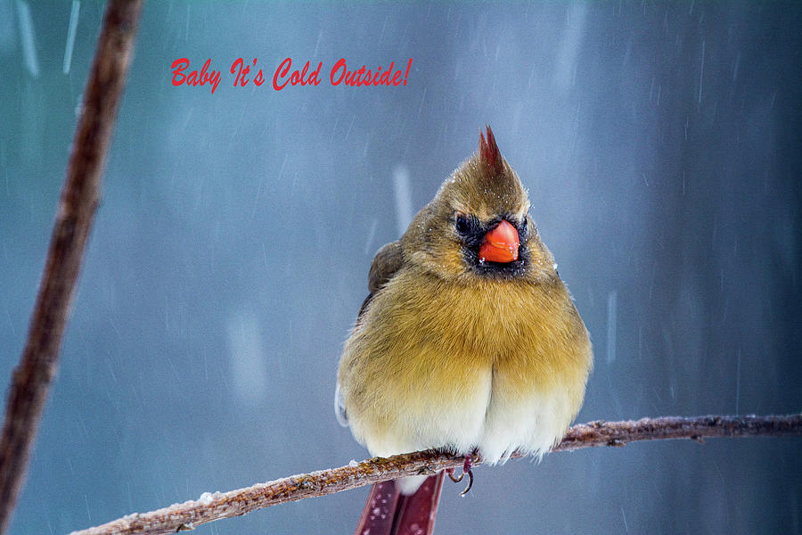 Female Cardinal in the Snow 2 Digital Art by Linda Segerson