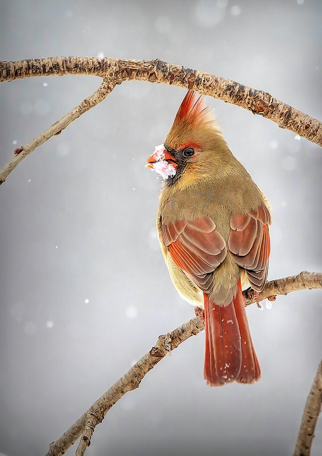 Female Cardinal in the Snow Photograph by Deborah Penland