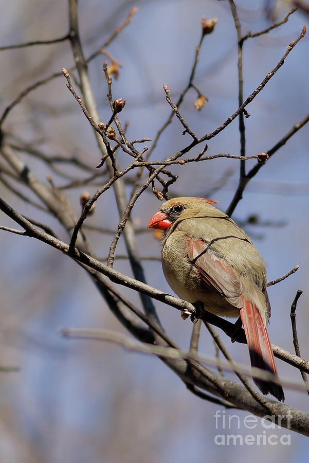 Female Cardinal in the Spring Photograph by Natural Focal Point Photography