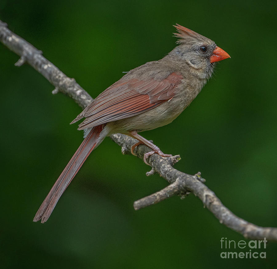 Female Northern Cardinal in the Wild Photograph by Sandra Rust