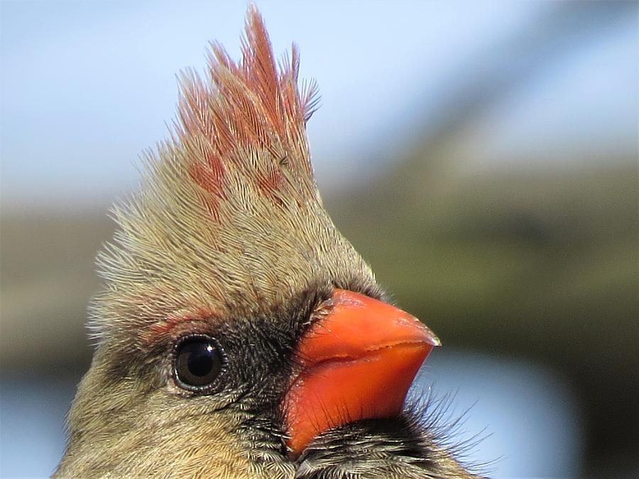 Female Cardinal in the Wind Photograph by Linda Stern