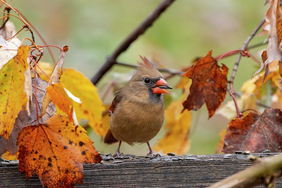 Female cardinal in the yellow fall leaves Photograph by Dan Friend