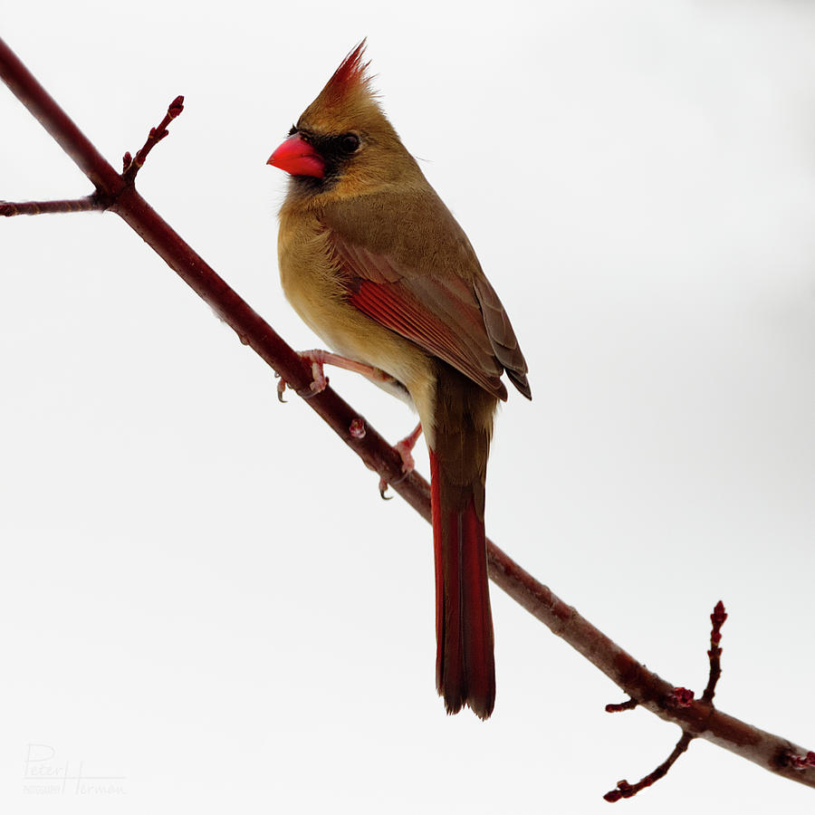 Female Cardinal In Winter White Scene - Would Make Beautiful Pillow Photograph by Peter Herman