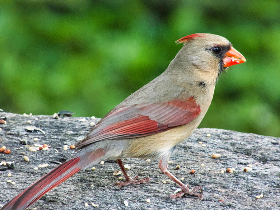 Female Cardinal Photograph by Jack Wilson