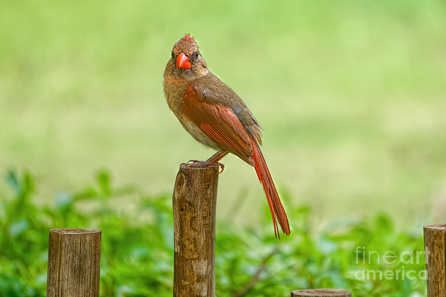 Female Cardinal  Photograph by Judy Kay