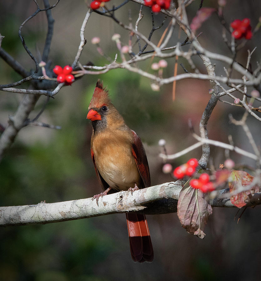 Female Cardinal by Kenny Nobles Female Cardinal by Kenny Nobles