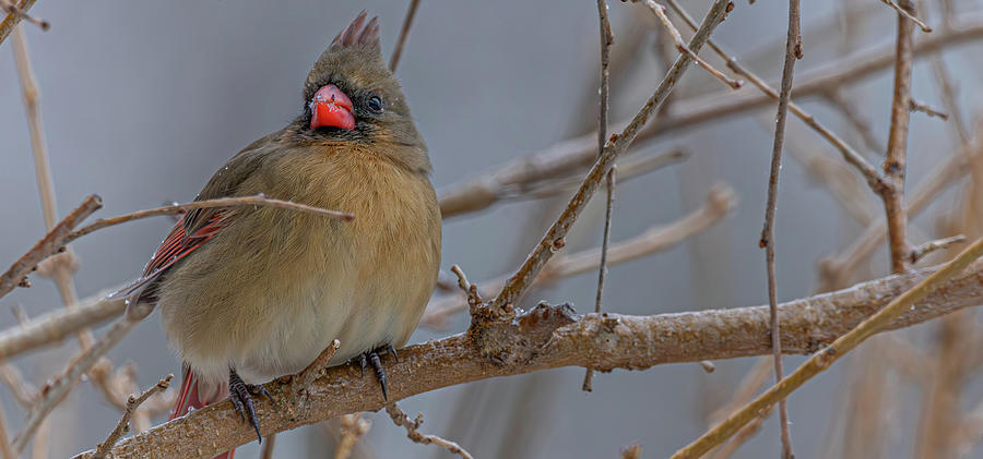 Female Cardinal Photograph by Kieran Summers - Fine Art America