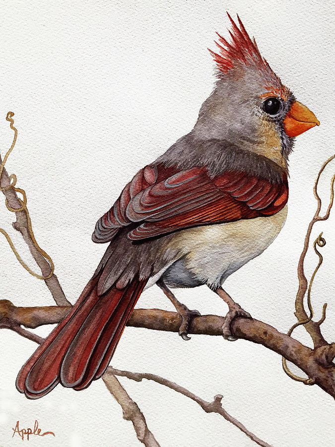 Female Cardinal  Painting by Linda Apple