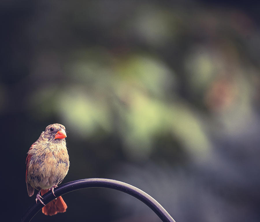 Female Cardinal Photograph by Lori Rowland