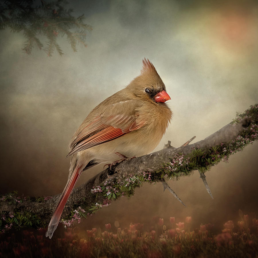 Female Cardinal Digital Art by Maggy Pease