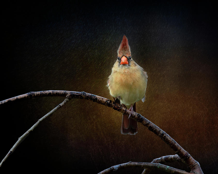 Female Cardinal on a Rainy Day Photograph by Deborah Penland