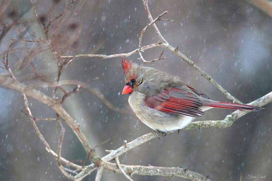 Female Cardinal on a Winter Day Photograph by Trina Ansel