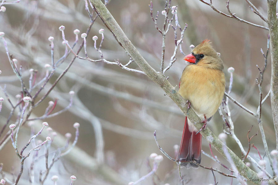 Female Cardinal on a Winters Day Photograph by Trina Ansel