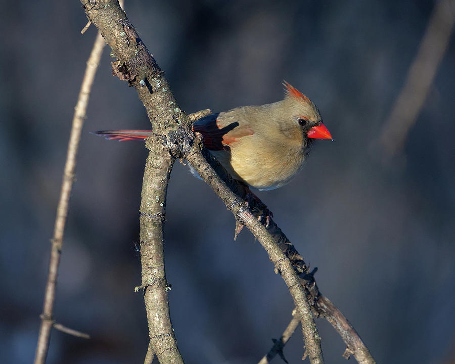 Female Cardinal on Branch Photograph by Flinn Hackett
