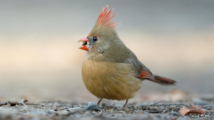 Female Cardinal. Photograph by Paul Martin