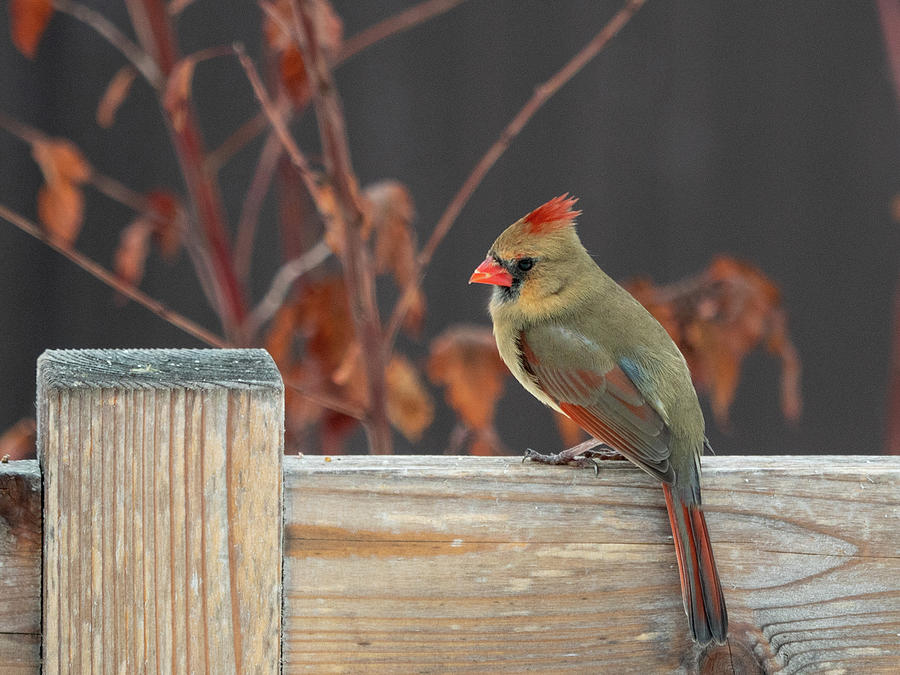 Female cardinal  Photograph by Rob Huntley
