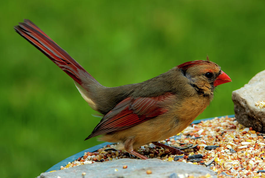 Female Cardinal Photograph by Sandra Js
