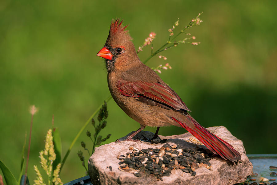 Female Cardinal Song Bird Photograph by Sandra Js