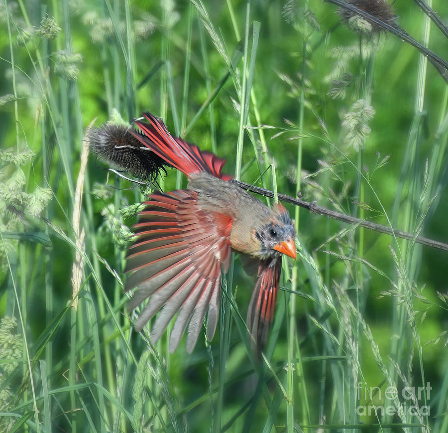 Female Cardinal Takes Flight Photograph