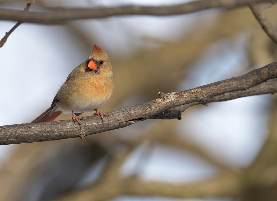 Female Cardinal Visiting Photograph by Paulette Marzahl