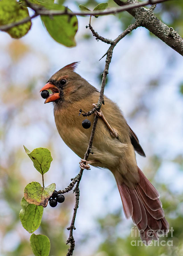 Female Cardinal with Black Berry Photograph by Barbara McMahon
