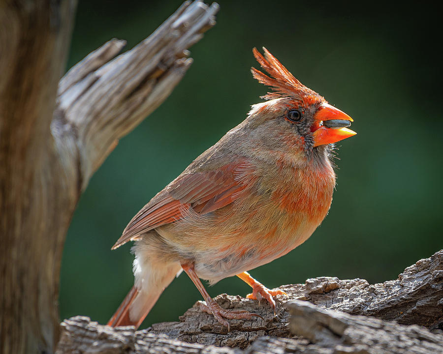 Female Cardinal with Seed Photograph by Erin K Images