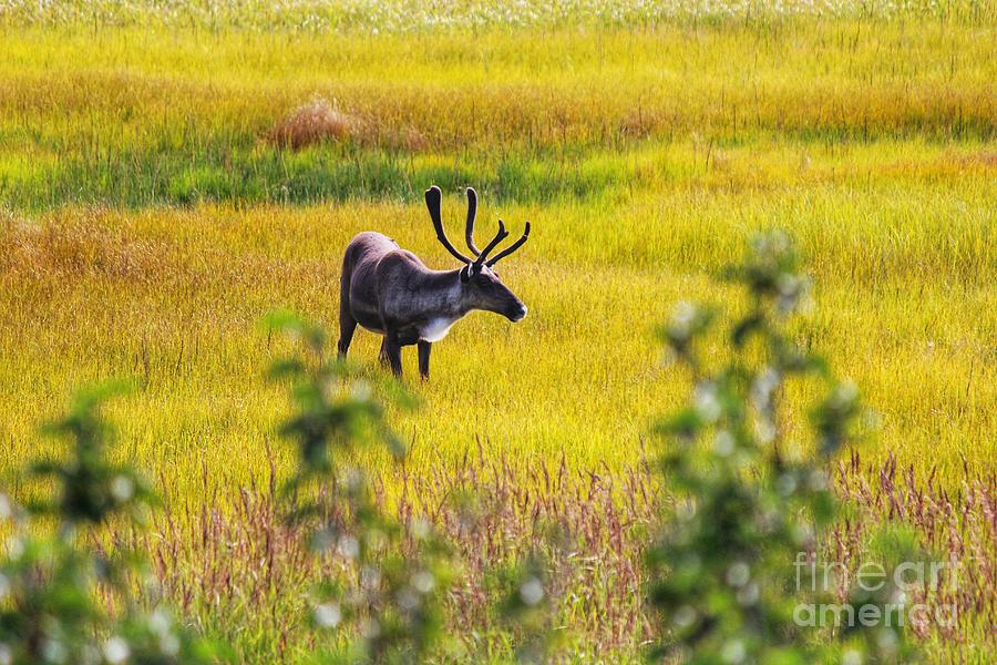 Female Caribou in Autumn Field Photograph by LaDonna McCray