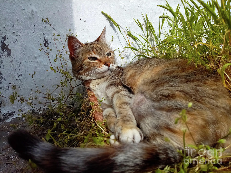 Female cat in the garden Photograph by Gaspar Avila