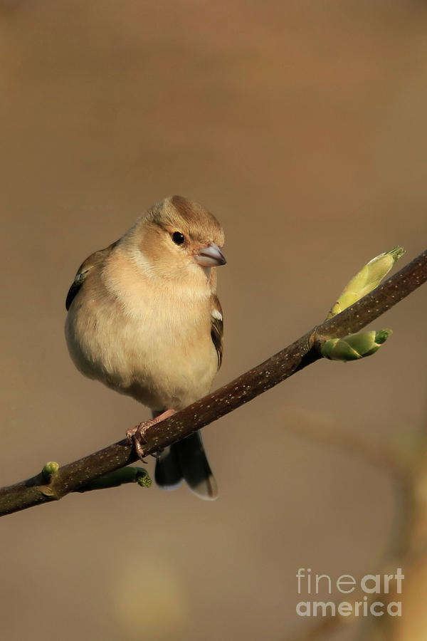 Female Chaffinch in Spring Photograph by Terri Waters