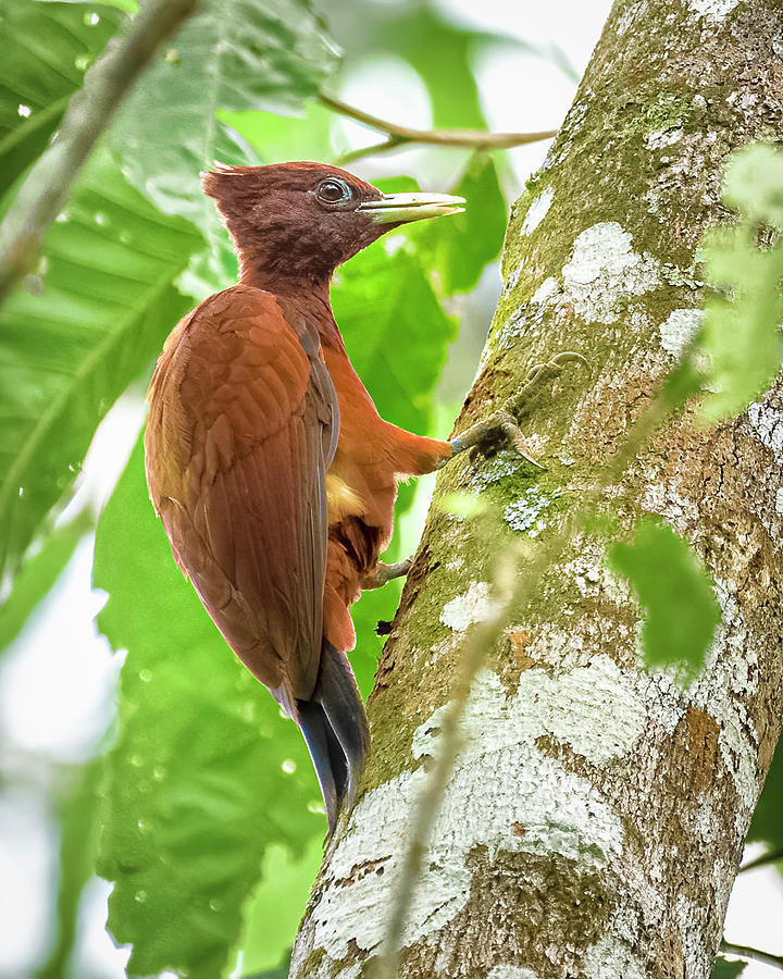 Female Chestnut Woodpecker El Escondite Villagarzon Putumayo Colombia Photograph by Adam Rainoff