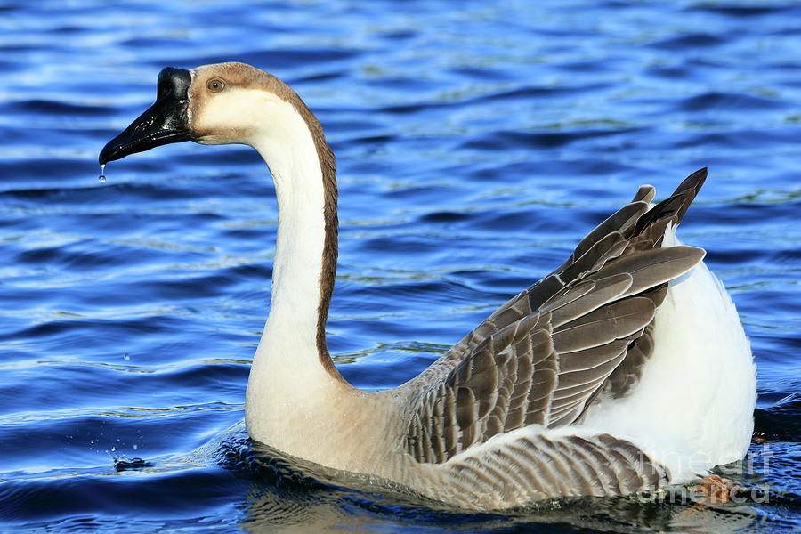 Female Chinese Goose Photograph by Stirling Perkins | Pixels