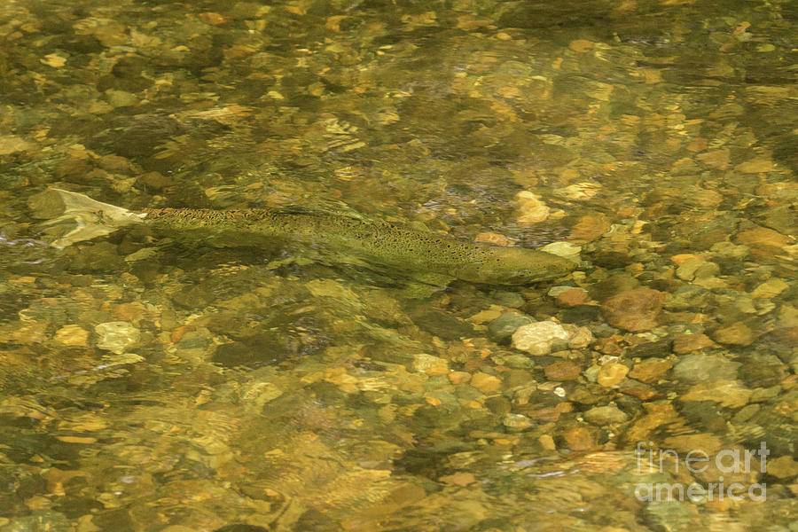 Female Chinook Salmon on a Redd in Issaquah Creek, Washington Photograph by Nancy Gleason