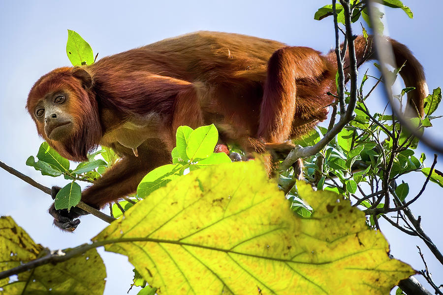 Female Colombian Red Howler Monkey Hato El Diamante San Luis Casanare Colombia Photograph by Adam Rainoff