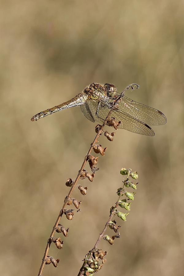 Female Common Darter Dragonfly Photograph by James Lamb Photo