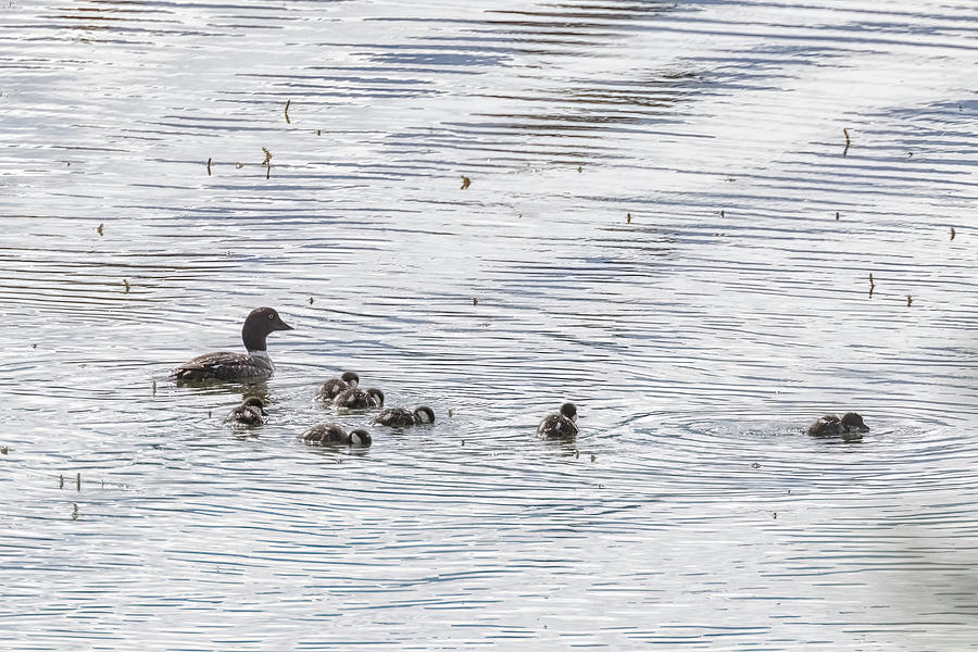 Female Common Goldeneye and Ducklings Photograph by Belinda Greb