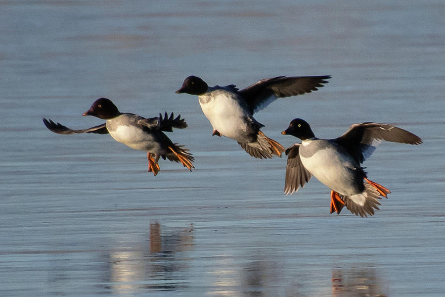 Female Common Goldeneye Landing Photograph by Cascade Colors - Fine Art ...