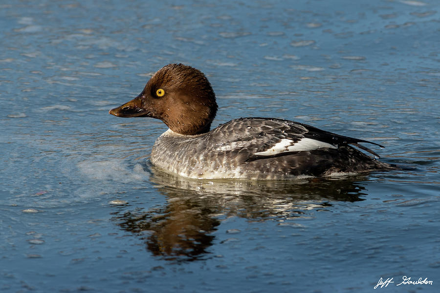 Female Common Goldeneye Reflected in the Water Photograph by Jeff Goulden
